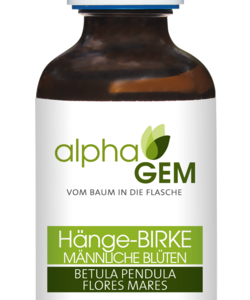 Hänge-Birke männliche Blüten  (Betula Pendula Flores Mares)