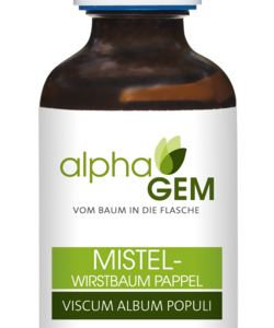 Mistel Wirtsbaum Pappel (Viscum album populi)